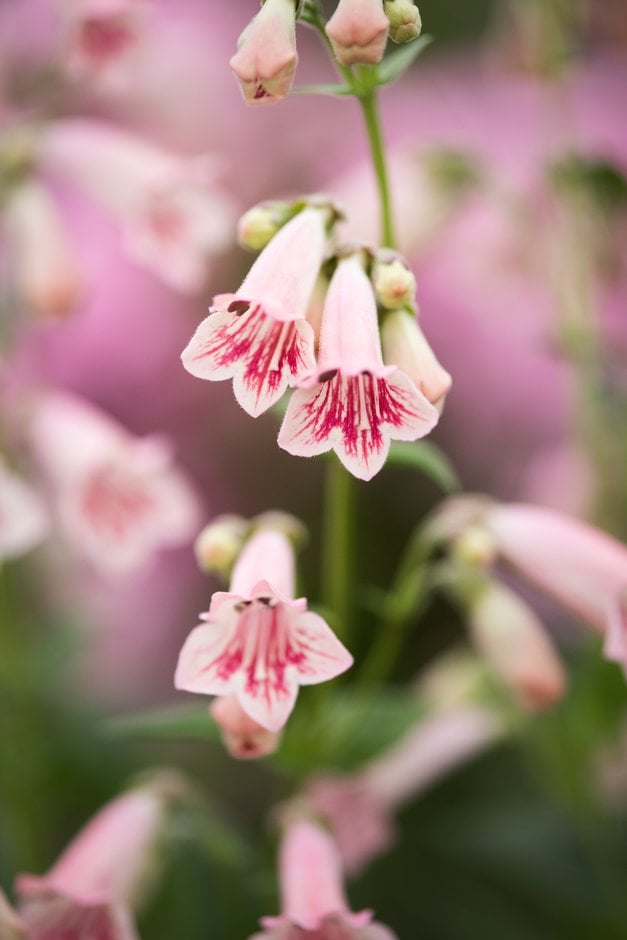 penstemon 'Hidcote Pink'