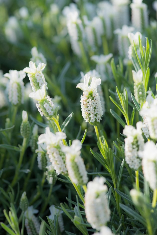 white-flowered French lavender 'Snowman'