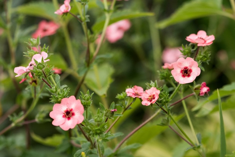 Hopwood's cinquefoil