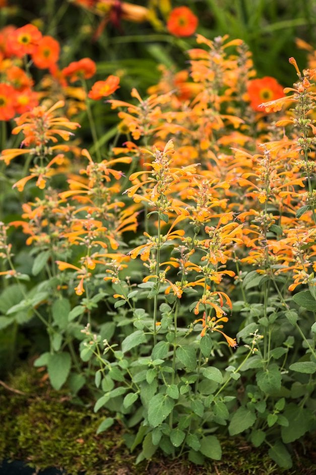 giant hyssop 'Tango'