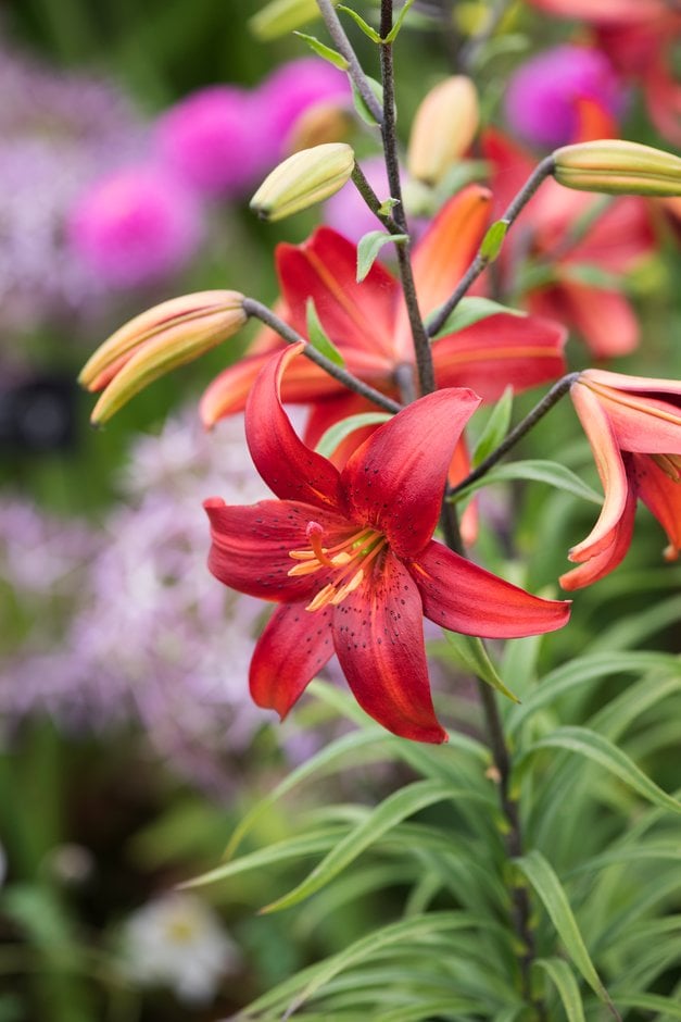 lily 'Red Velvet'