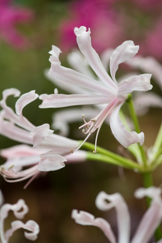 nerine 'Alba'