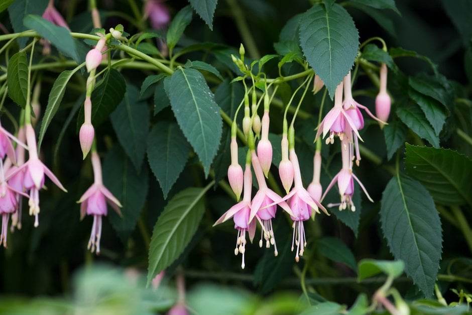 fuchsia 'Whiteknights Pearl'