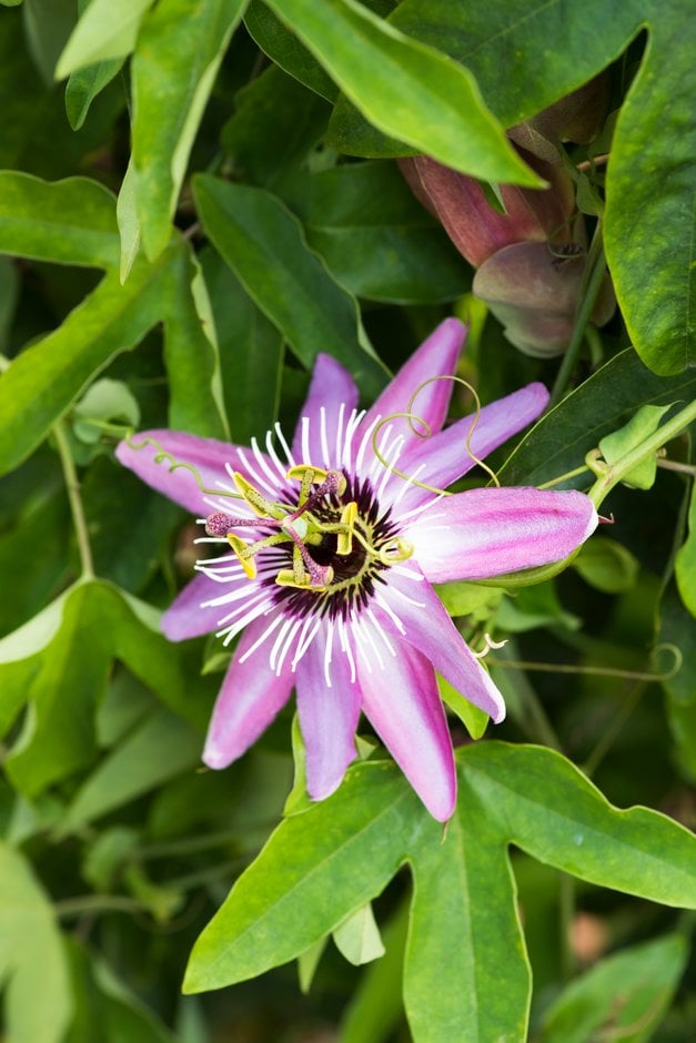 violet passion flower 'Victoria'