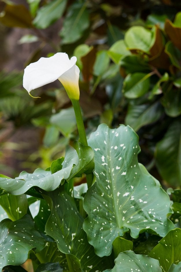 arum lily 'White Giant'