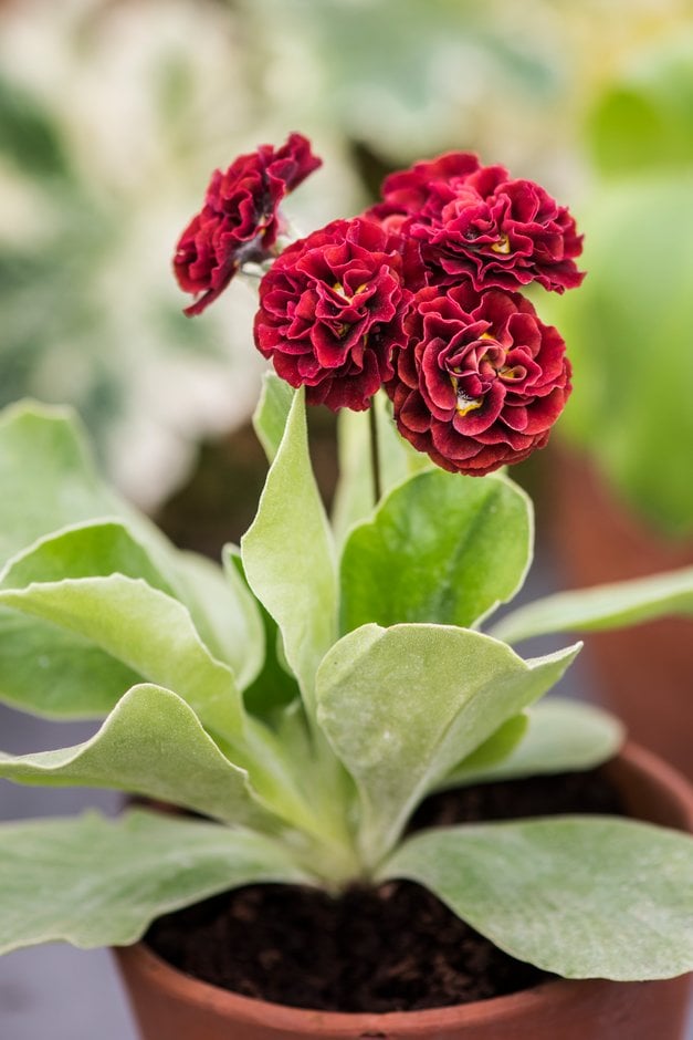 auricula 'Rebecca Baker'