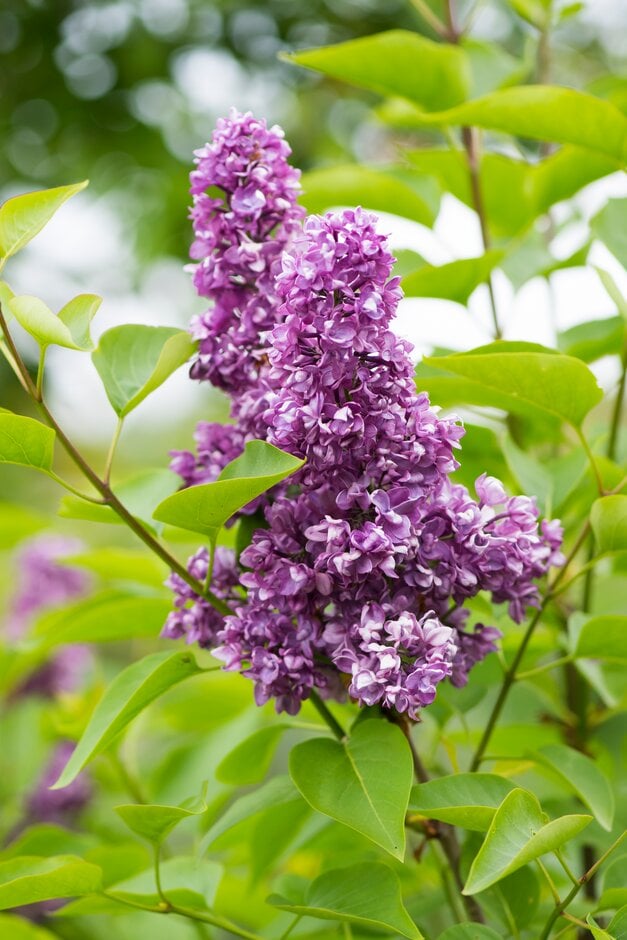 lilac 'Charles Joly'