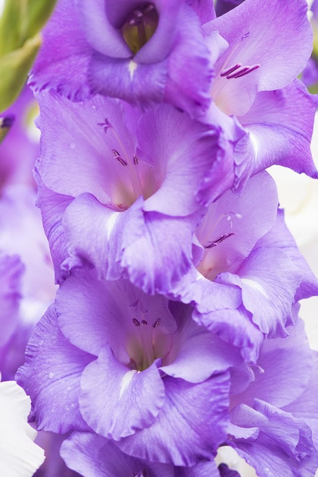 sword lily 'Blue Mountain'