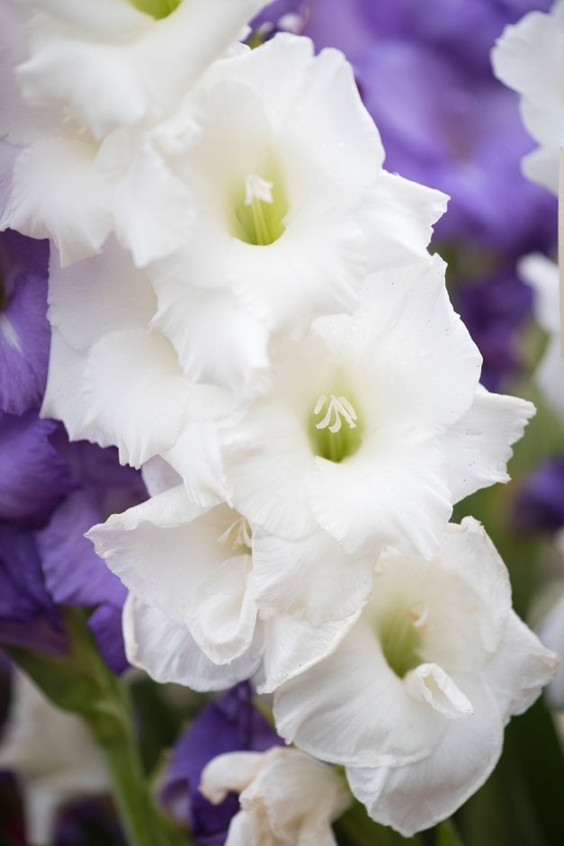 sword lily 'Mount Everest'