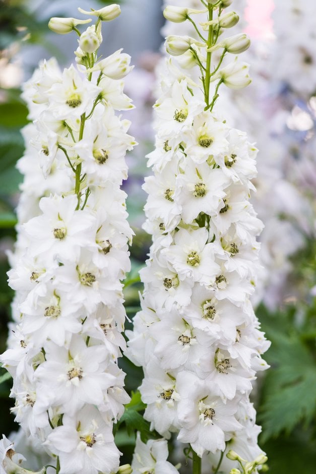delphinium 'Magic Fountains Pure White'