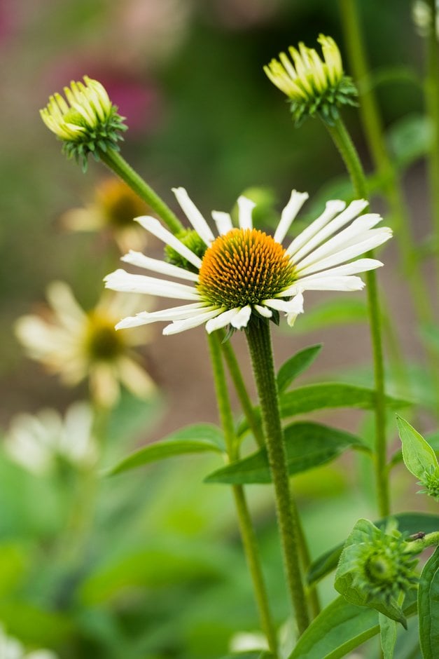 coneflower 'White Spider'