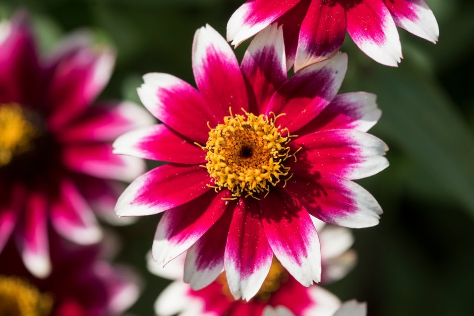 zinnia 'Zany Rose Picotee'
