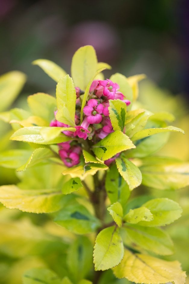 escallonia 'Gold Ellen'