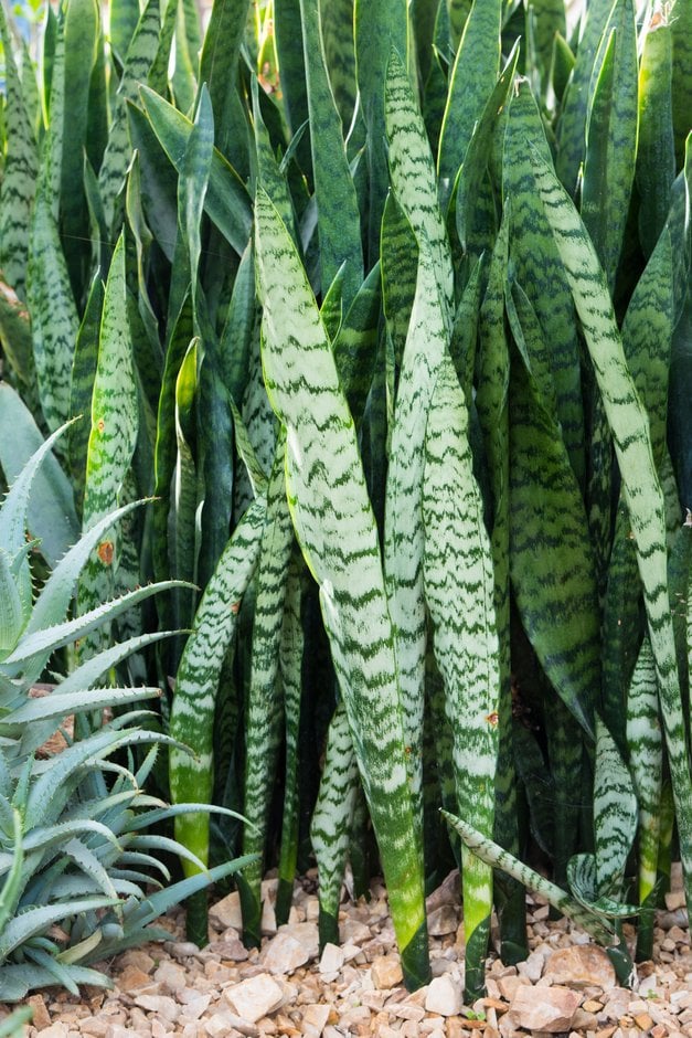 mother-in-law's tongue