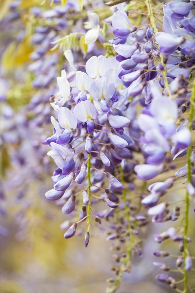 Chinese wisteria 'Prolific'