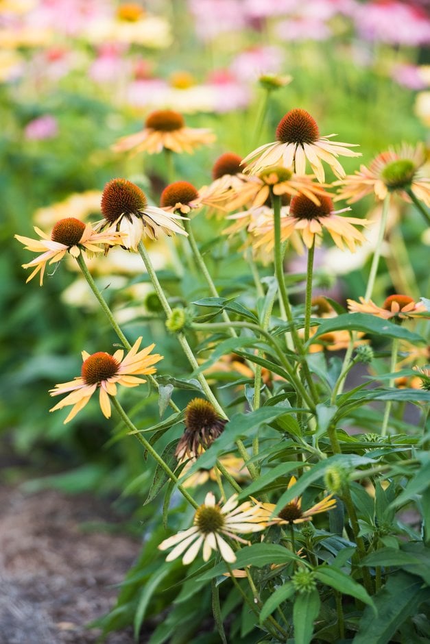 coneflower 'Big Kahuna'