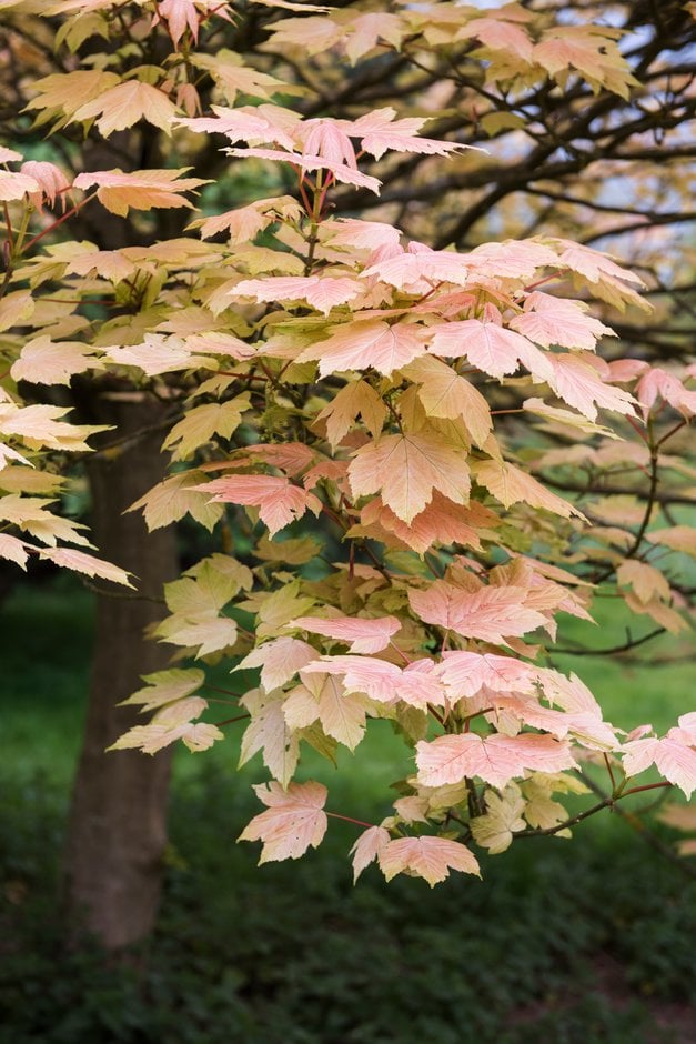 sycamore 'Brilliantissimum'