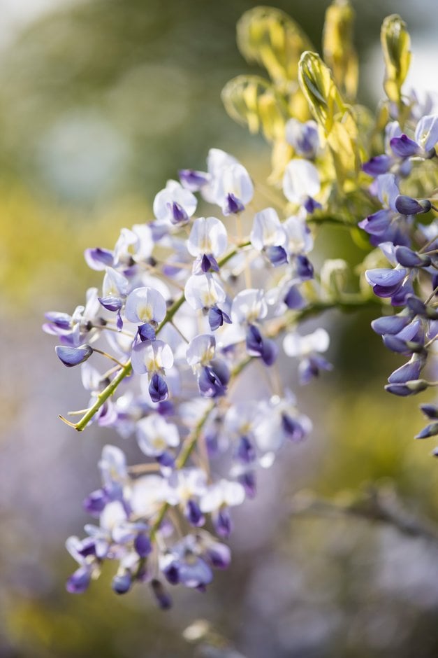 Japanese wisteria 'Domino'