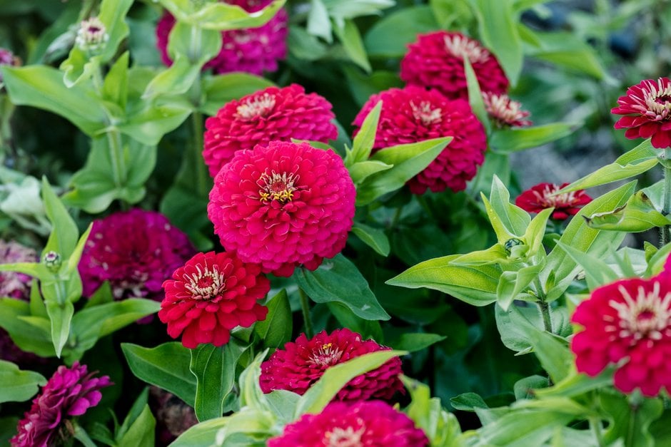 zinnia 'Dreamland Rose'