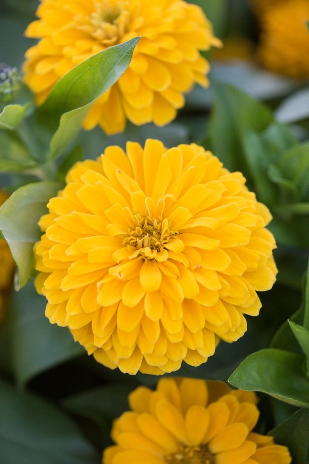 zinnia 'Dreamland Yellow'