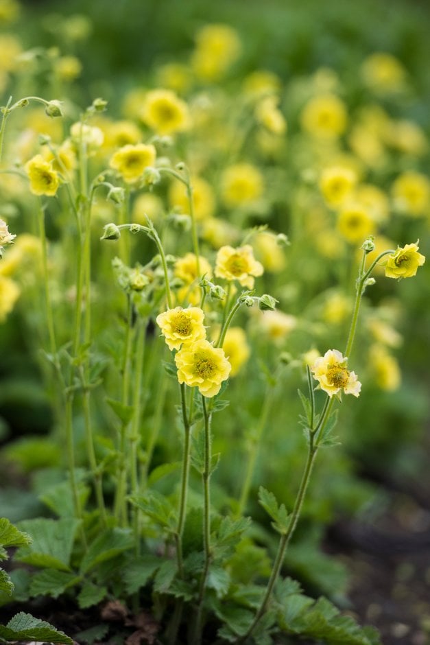 avens 'Banana Daiquiri'