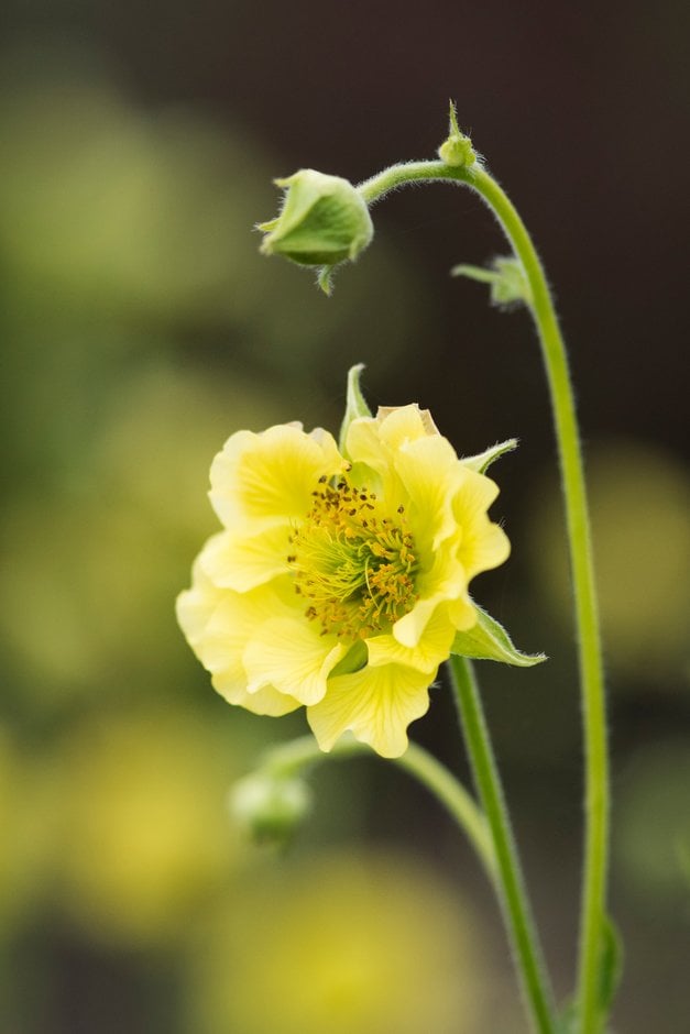 avens 'Banana Daiquiri'