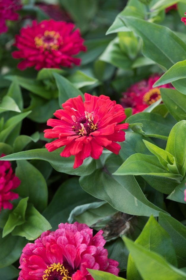 zinnia 'Dreamland Scarlet'