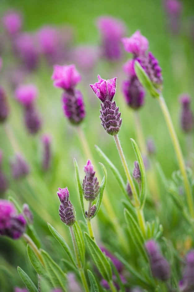 French lavender 'Spring-break Princess'
