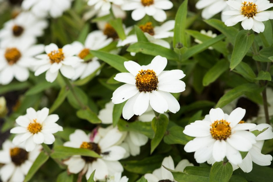 zinnia 'Profusion White'
