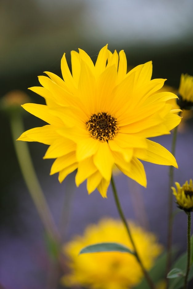 showy sunflower