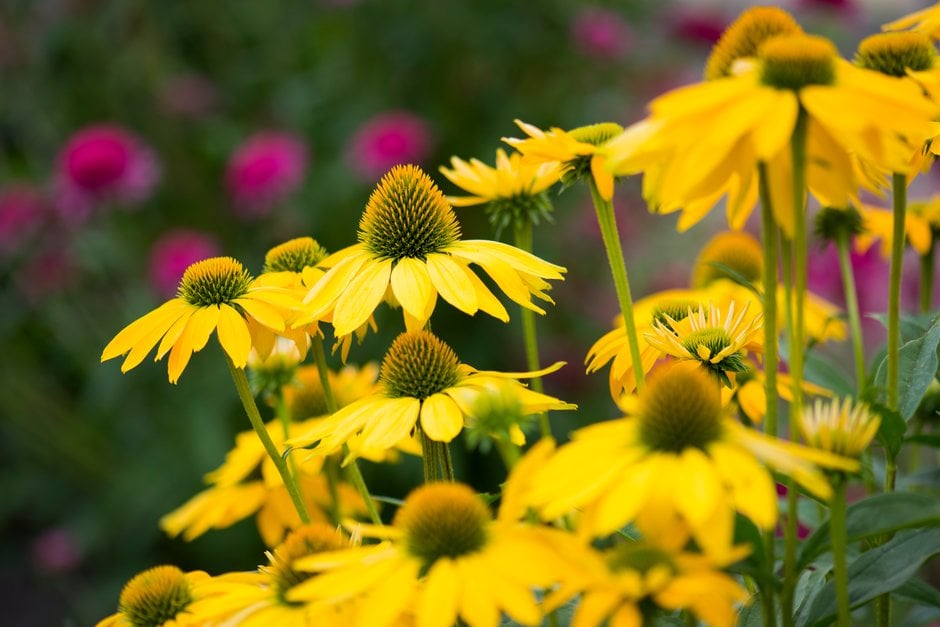 coneflower 'Leilani'