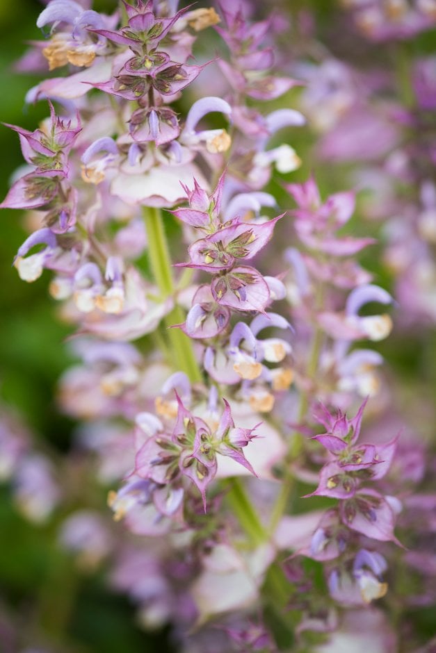 Turkestan clary 'Vatican Pink'