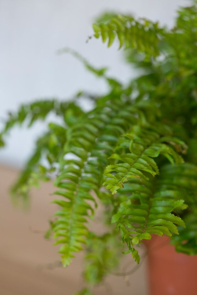 sword fern 'Bostoniensis'