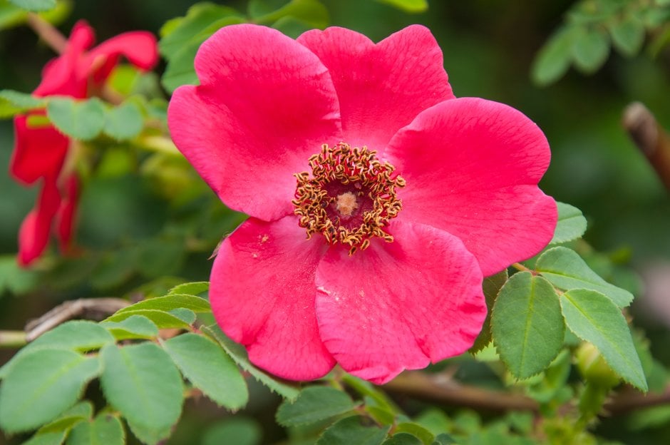 rose 'Geranium'