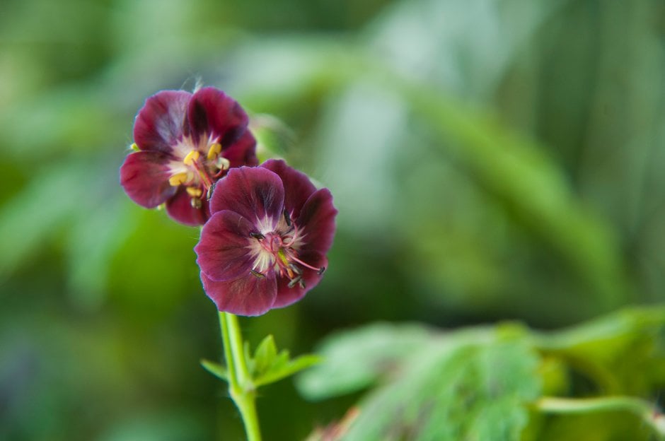dusky cranesbill 'Samobor'