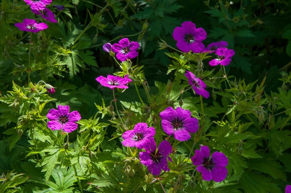 Armenian cranesbill