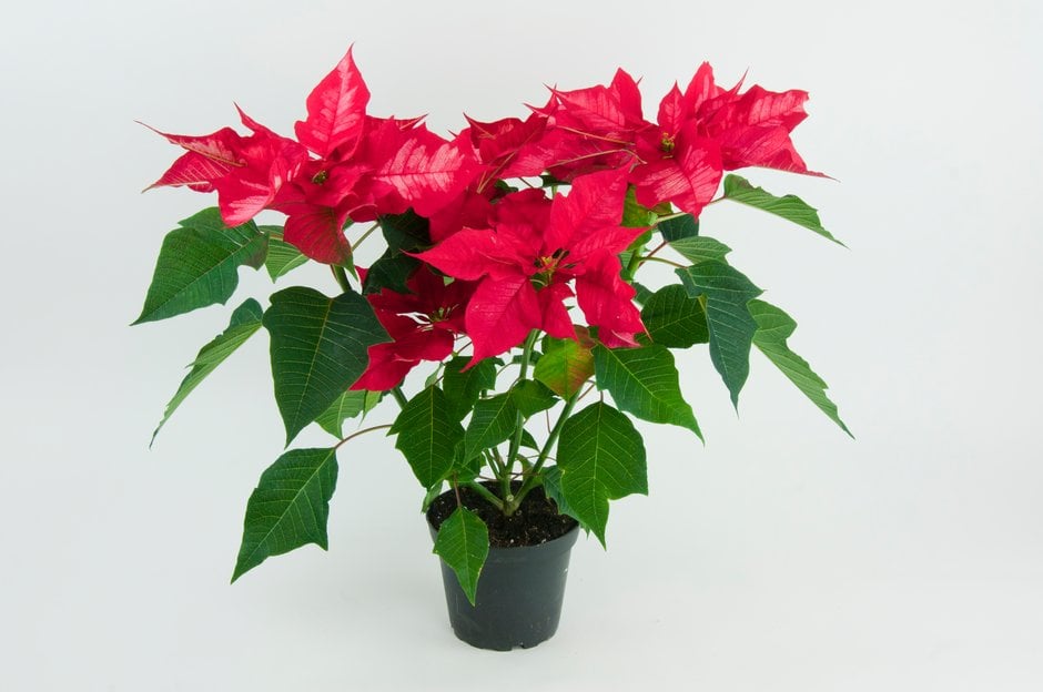 poinsettia 'Ice Punch'