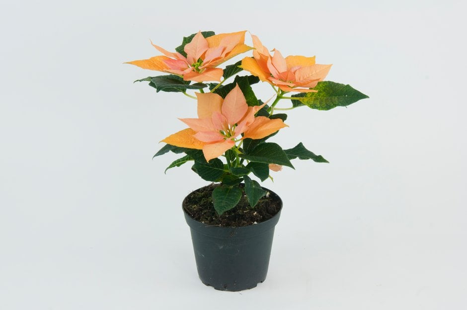 poinsettia 'Autumn Leaves'