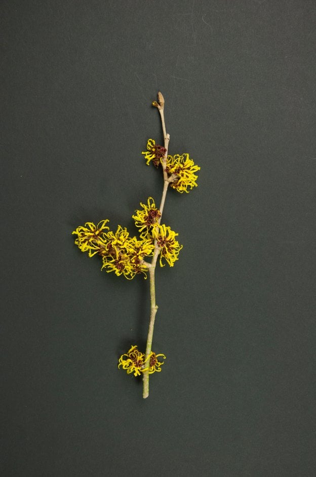 witch hazel 'Wisley Supreme'