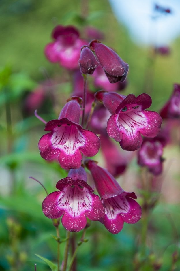 penstemon 'Rich Ruby'