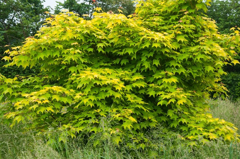 golden Cappadocian maple