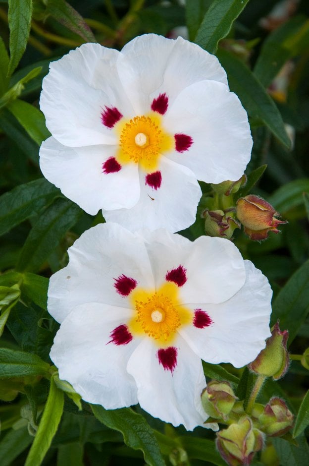 rock rose 'Jenkyn Place'