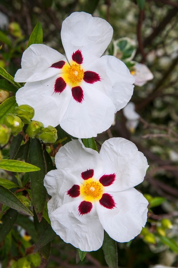 spotted white rock rose