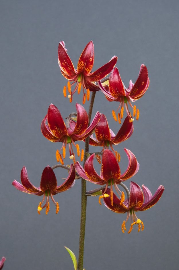 lily 'Claude Shride'