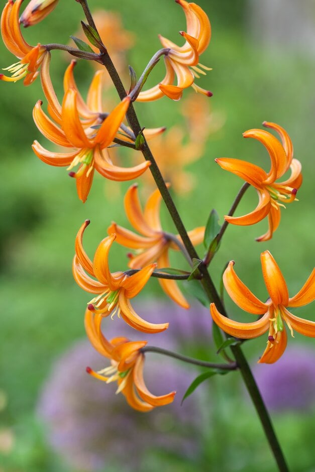 lily 'Orange Marmalade'
