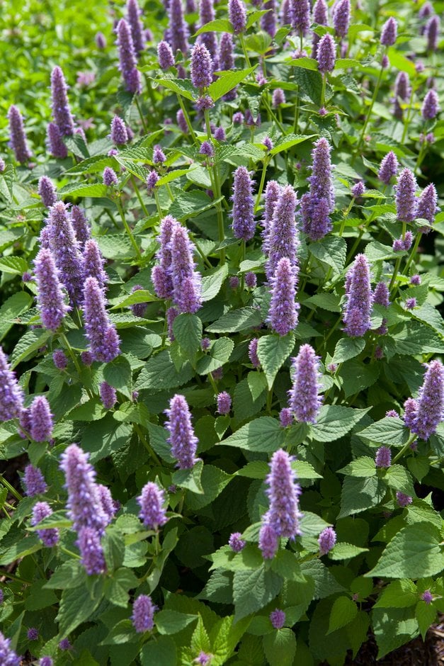 anise hyssop