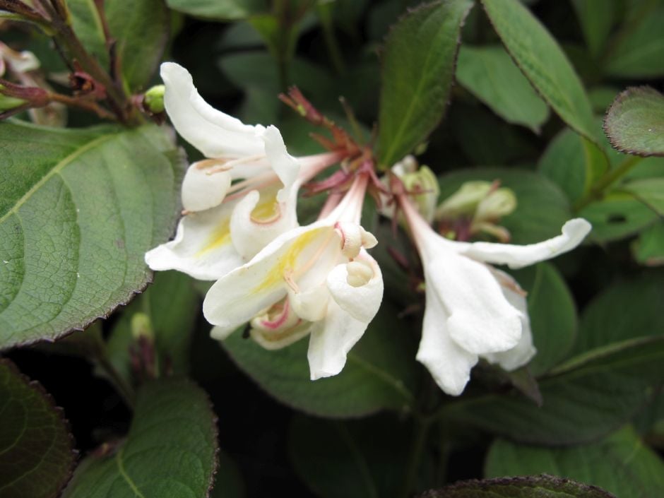 weigela [Ebony and Ivory]