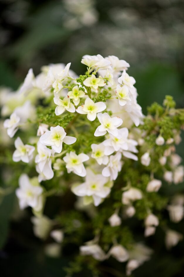 oak-leaved hydrangea [Snowflake]