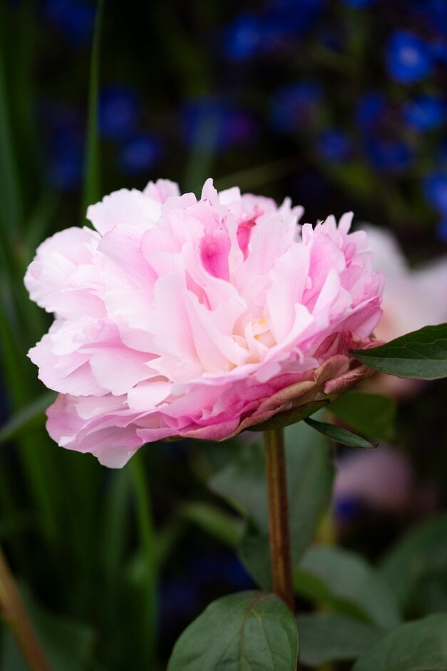 peony 'Sarah Bernhardt'