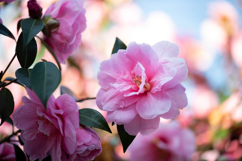 camellia 'Donation'